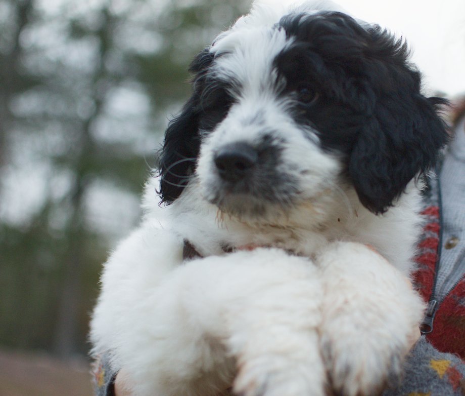 Dottie- tricolor female Great Bernedoodle puppy from Southwest Virginia