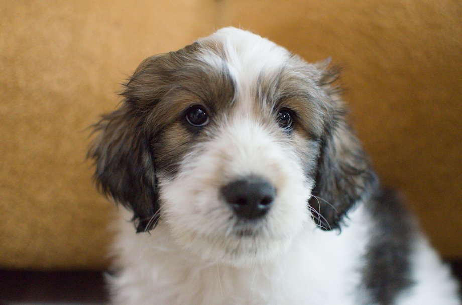 Dottie- tricolor female Great Bernedoodle puppy from Southwest Virginia