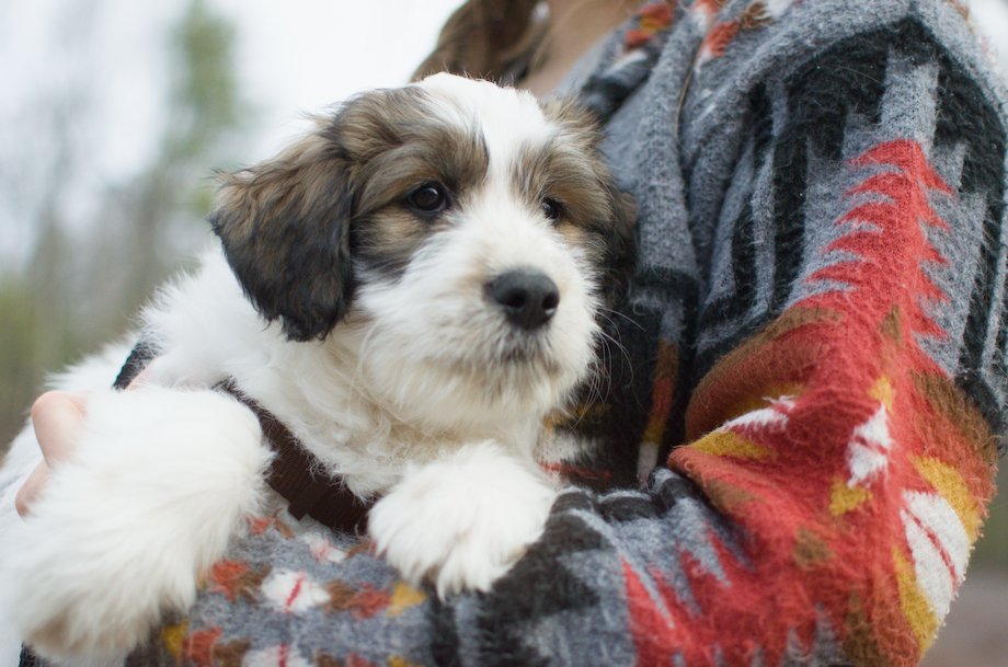 Dottie- tricolor female Great Bernedoodle puppy from Southwest Virginia