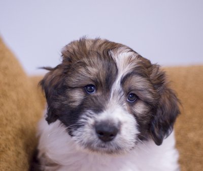 Checkers - tricolor male Great Bernedoodle puppy from Southwest Virginia