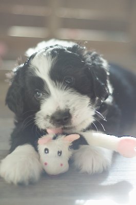 Dinah- white and black female Great Bernedoodle puppy from Southwest Virginia