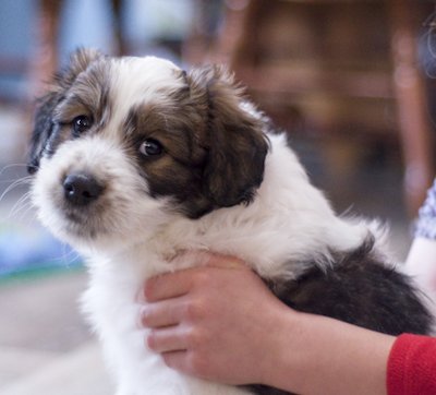 Dottie- tricolor female Great Bernedoodle puppy from Southwest Virginia
