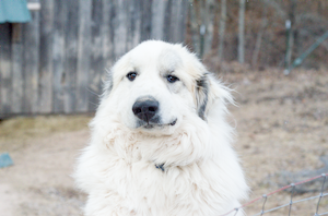 Freckles- white great pyrenees dog from Southwest Virginia