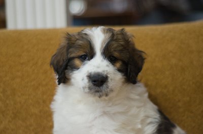 Maybelle - tricolor female Great Bernedoodle puppy from Southwest Virginia