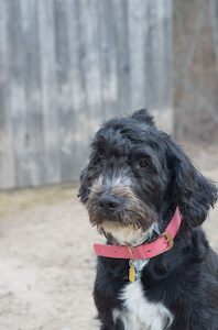 Panda- black bernedoodle dog from Southwest Virginia